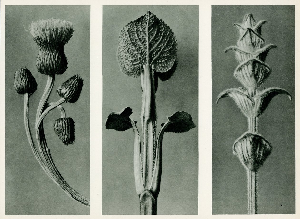 study-of-three-species-of-plant-1929-by-karl-blossfeldt